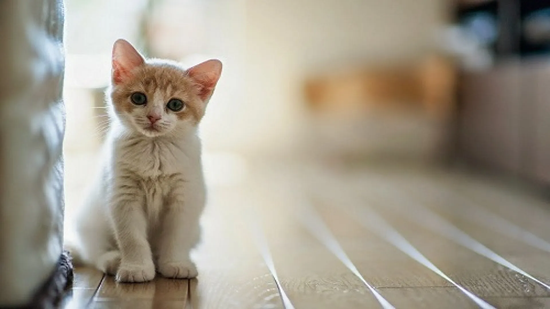 Mơ thấy mèo vô nhà Mơ thấy mèo vô nhà