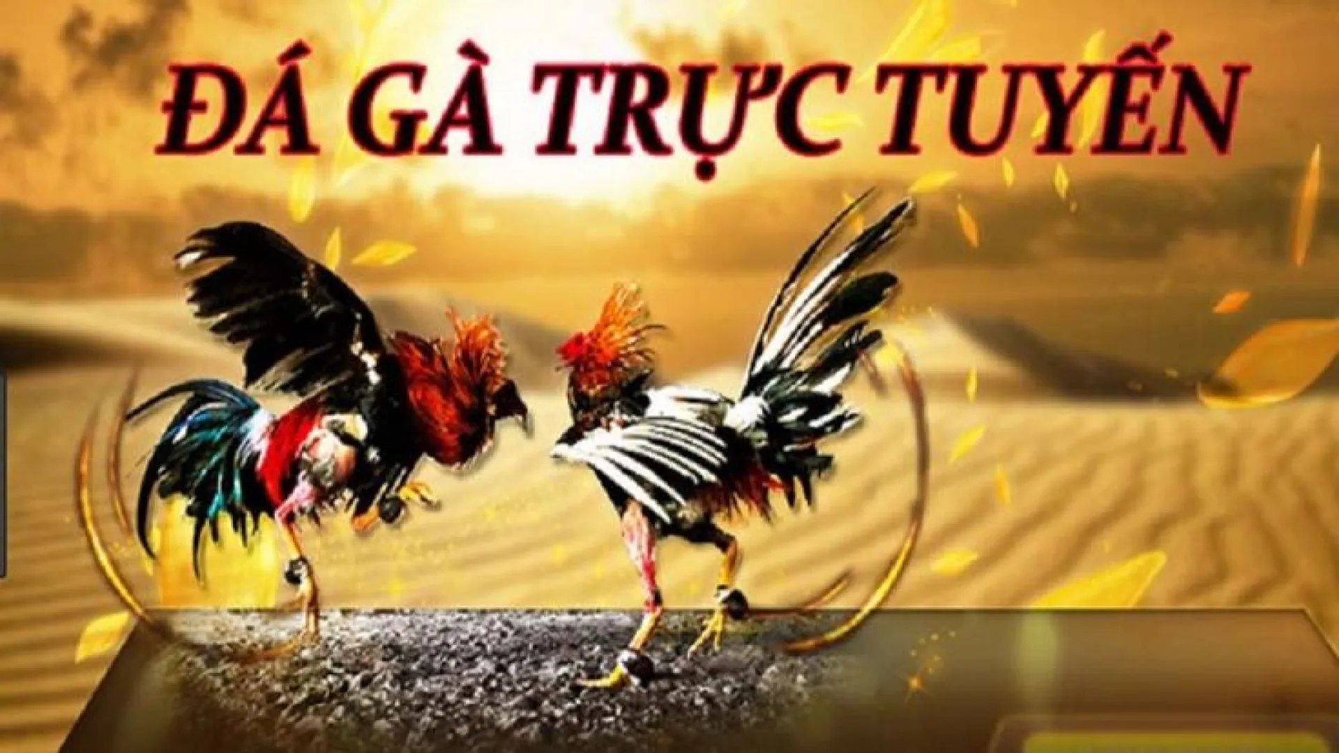 Giới thiệu về cá độ đá gà tại Manclub Giới thiệu về cá độ đá gà tại Manclub