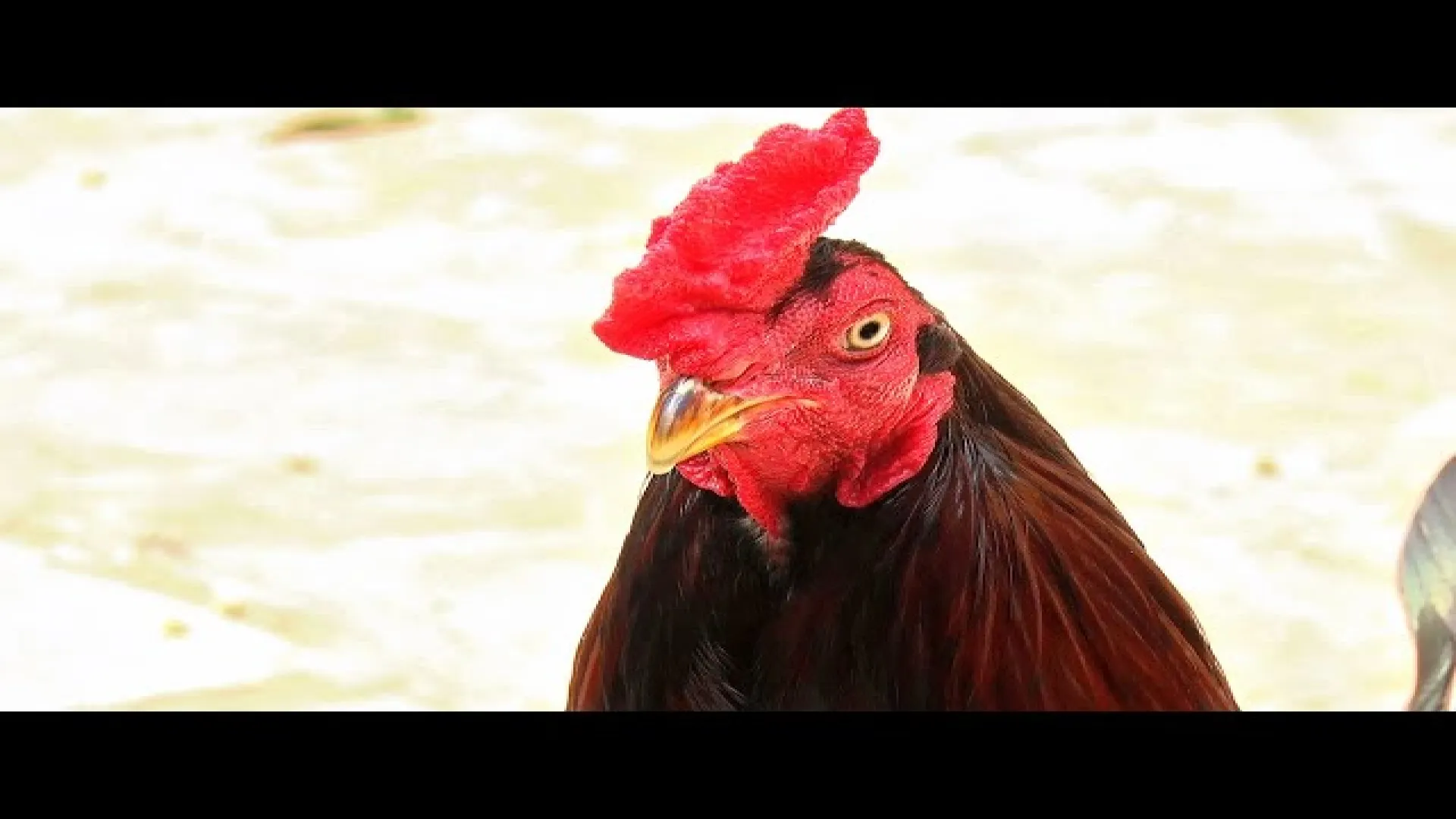 Gà Linh Kê Gà Linh Kê