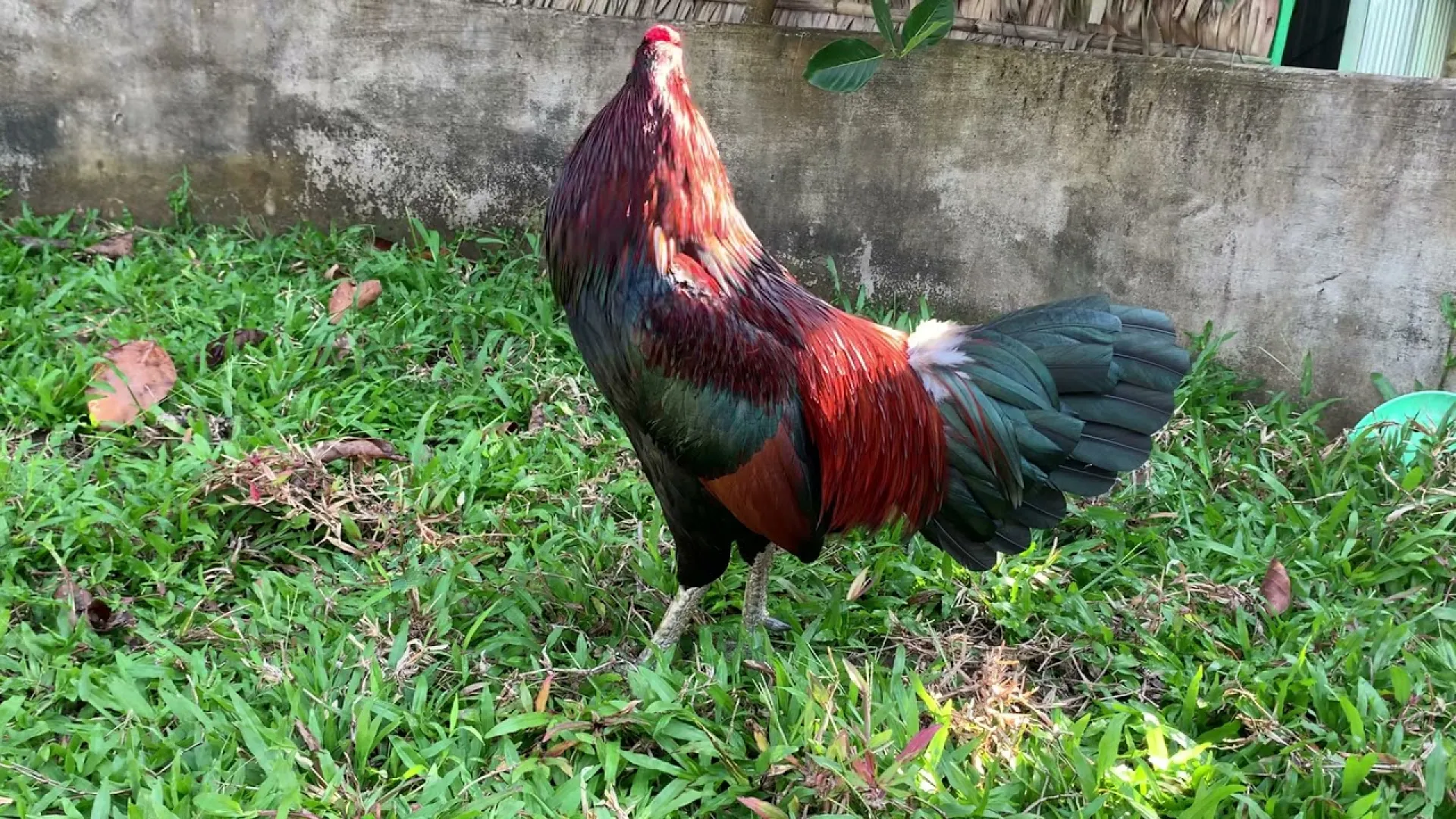 Đảm bảo môi trường sống gà xanh mồng trích sạch sẽ Đảm bảo môi trường sống gà xanh mồng trích sạch sẽ