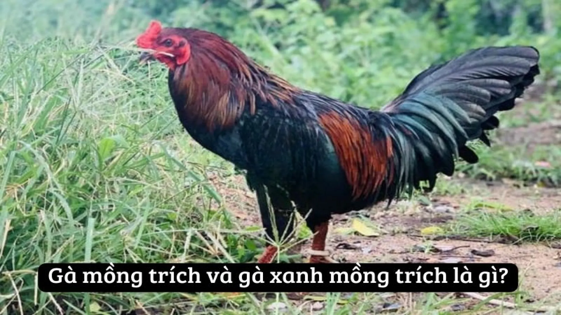 Tìm hiểu về gà xanh mồng trích cùng Manclub Tìm hiểu về gà xanh mồng trích cùng Manclub
