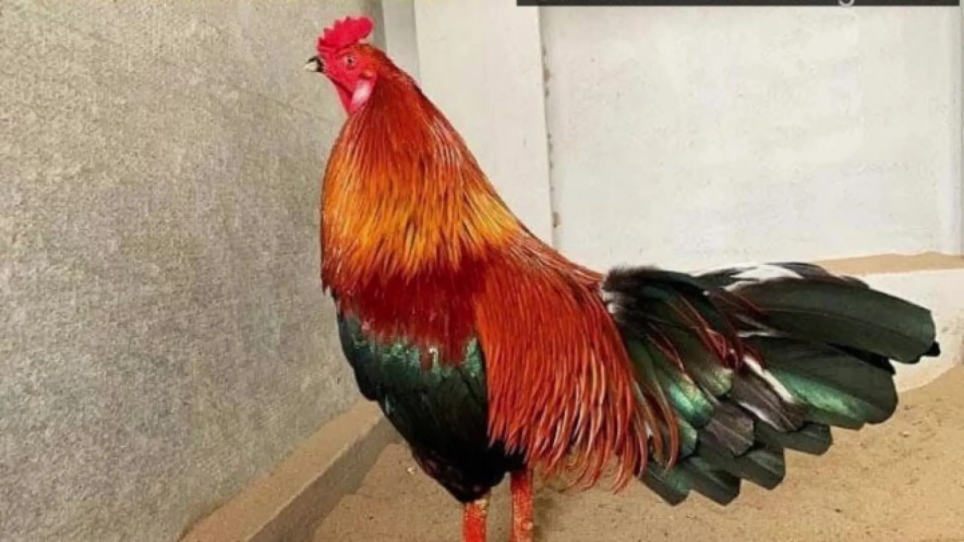 Chế độ tập luyện gà xanh mồng trích Manclub thích hợp Chế độ tập luyện gà xanh mồng trích Manclub thích hợp