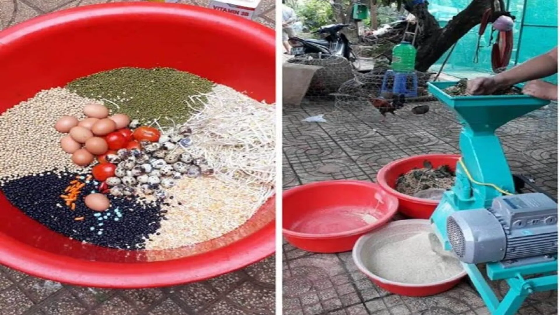 Nuôi gà đá Manclub cần chế độ dinh dưỡng tốt Nuôi gà đá Manclub cần chế độ dinh dưỡng tốt