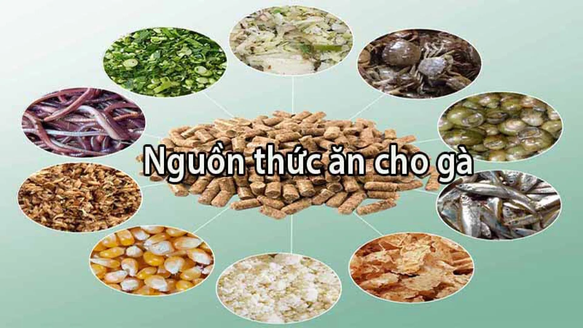 Tầm quan trọng của thức ăn cho gà đá Manclub Tầm quan trọng của thức ăn cho gà đá Manclub